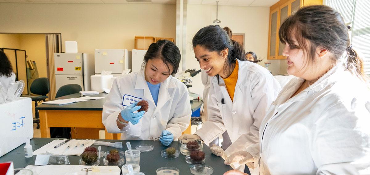 International Undergraduate students looking at a sea urchin